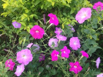 Pink flowers blooming outdoors