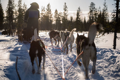 View of dogs on snow covered landscape