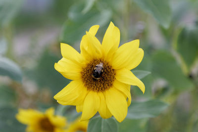 Close-up of insect on yellow flower