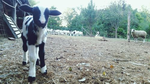 Cows standing on field