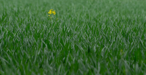 Close-up of yellow flowering plant on field