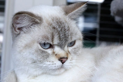 Close-up portrait of a cat