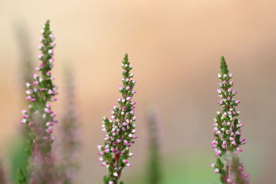 Close-up of purple flowering plant