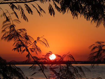 Silhouette tree by sea against romantic sky at sunset