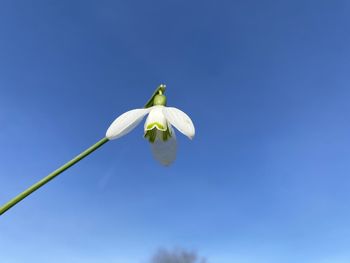 Low angle view of white flowering plant against blue sky