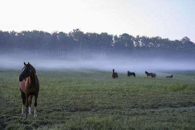 Horses in a field on a foggy morning in sweden