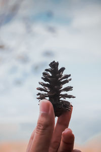 Close-up of hand holding pine cone against sky