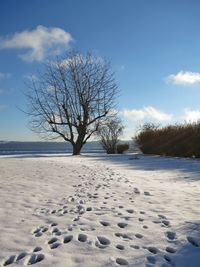 Bare tree on snow covered shore against sky