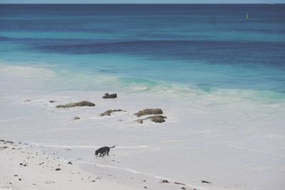 Flock of birds on beach