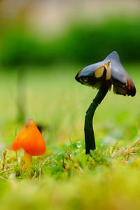 Close-up of mushroom growing on field