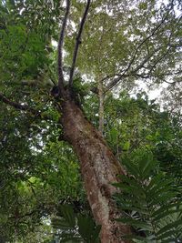 Low angle view of trees in forest against sky