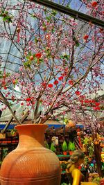 Low angle view of flowers on tree