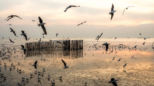 Flock of seagulls flying over sea