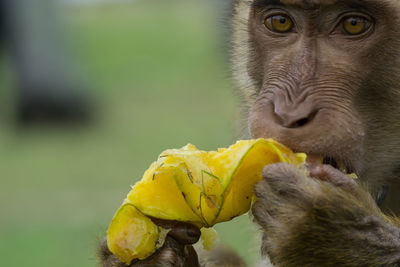 Close-up of monkey eating fruit