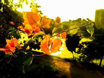 Close-up of yellow flowers growing on tree