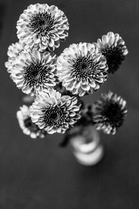 Close-up of flowering plant