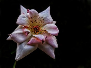 Close-up of pink rose flower against black background