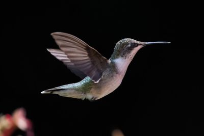 Close-up of bird flying