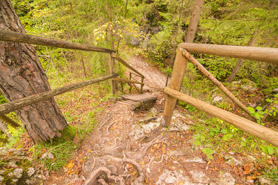 Trees growing in forest