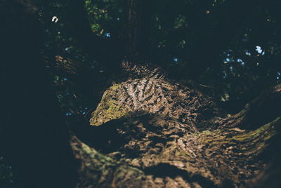 Close-up of tree in forest