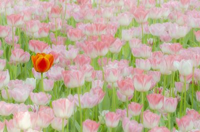 Close-up of pink flowering plants