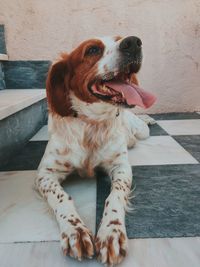 Close-up of a dog looking away