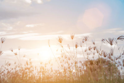 Close-up of stalks in field against sky