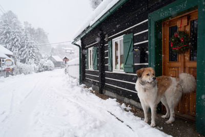 Horse standing on snow covered house by building