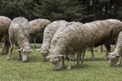 Sheep grazing in field