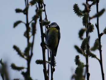 Low angle view of bird perching on branch