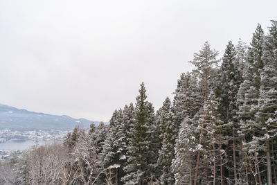 Snow covered trees during winter