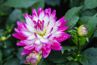 Close-up of pink rose flower