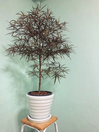 Close-up of potted plant on table against wall