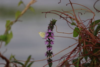 Close-up of purple flowering plant