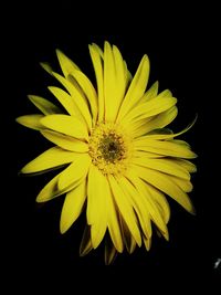 Close-up of yellow flower against black background