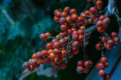 Close-up of red berries growing on plant