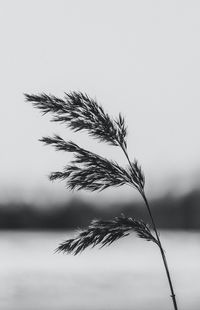 Close-up of plant against clear sky