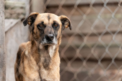 Close-up portrait of a dog