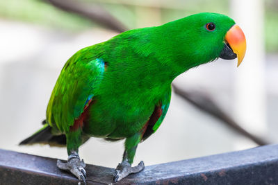 Close-up of parrot perching