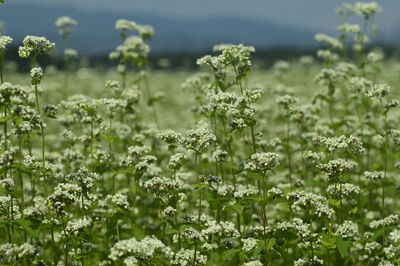 Close-up of flowering plants on land