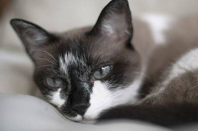 Close-up portrait of cat at home