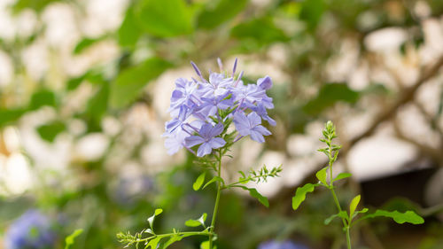 Close-up of purple flowering plant