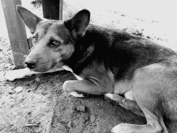 Close-up of dog relaxing outdoors