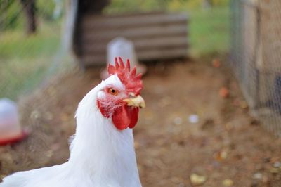 Close-up of a rooster against blurred background