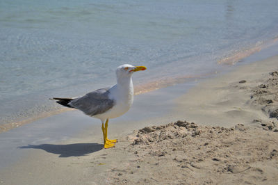 High angle view of seagull on beach