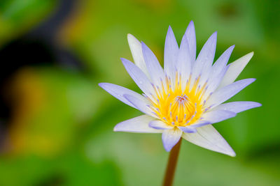 Close-up of purple water lily