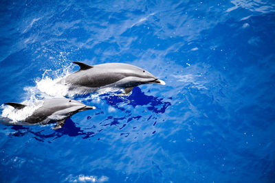 High angle view of dolphins in the pacific ocean