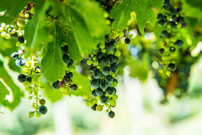 Close-up of berries growing on plant