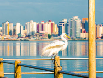 Seagull perching on railing against buildings in city