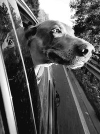 Close-up of dog by car